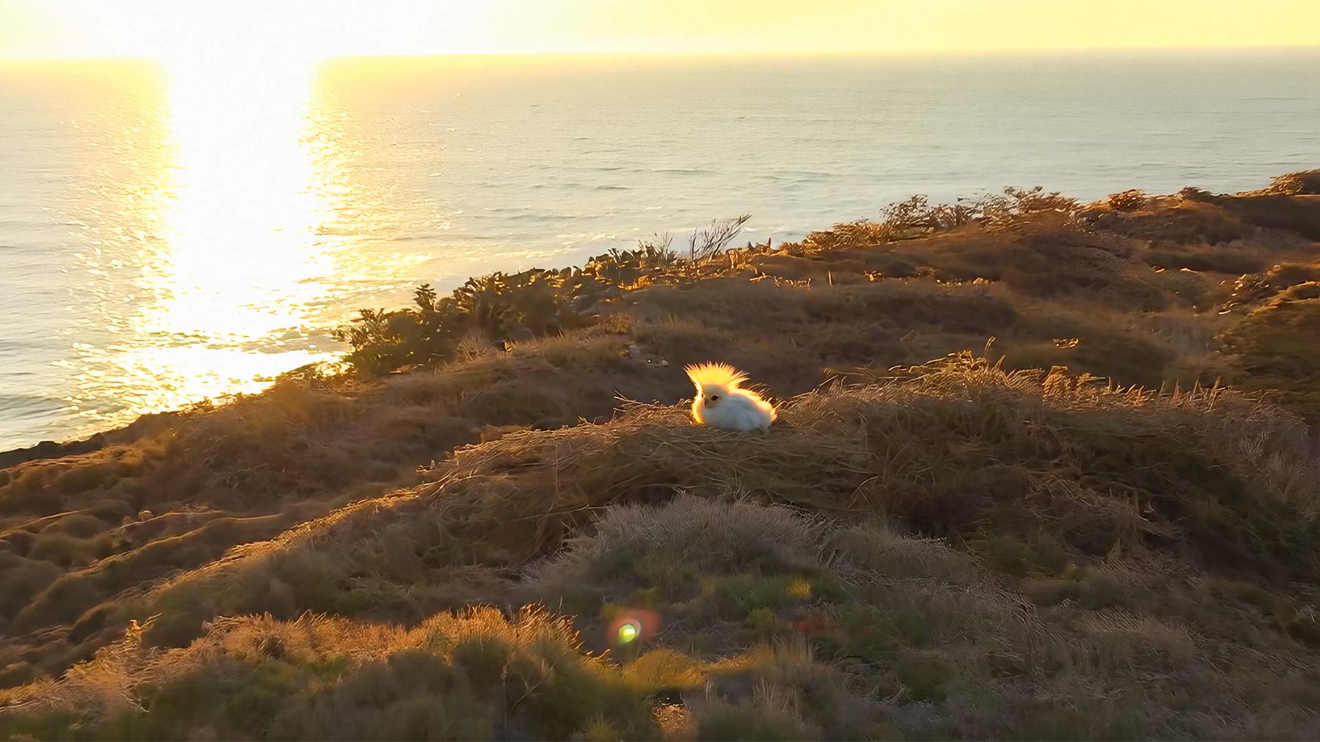 Bird at Sunset by the Ocean (Video)